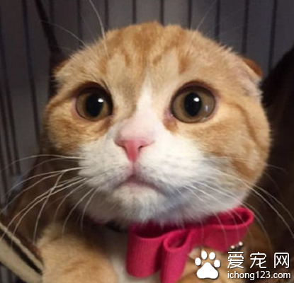 猫咪“炒菜”视频火爆社交网络 受到大家的热捧