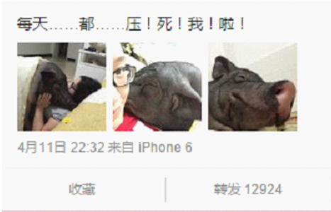 女子发微博晒重170斤的宠物猪 遭到网友质疑