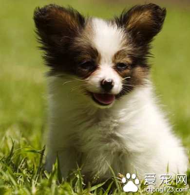 训练狗狗多少钱 根据训练内容来决定价钱