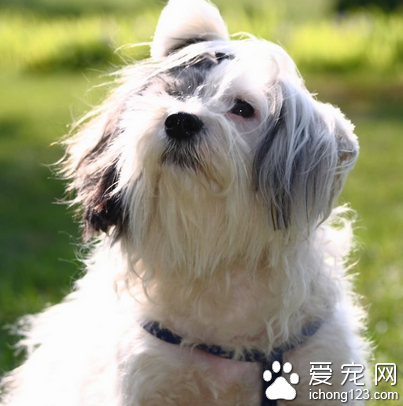 西施犬爱叫吗 该犬不会经常喊叫