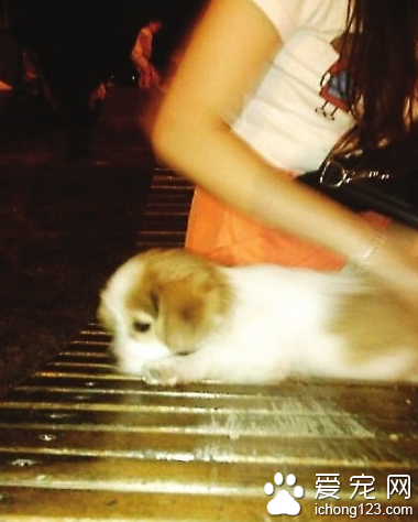 金毛将西施犬逼入闽江后与主人“肇事逃逸”