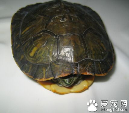 乌龟是什么时候冬眠 从11月到次年4月初