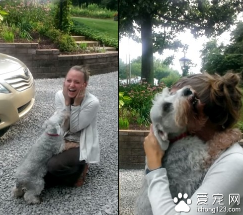 雪纳瑞与主人离别两年后相见 狂喜到晕倒