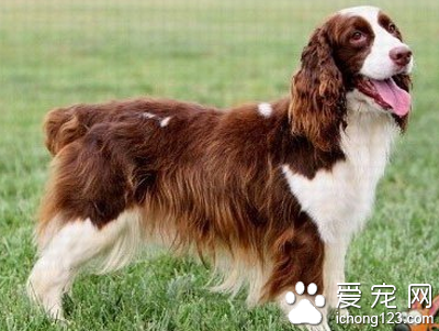 史宾格多少钱 该犬市场价格比较贵