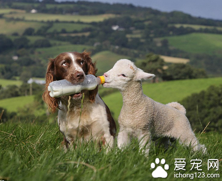 史宾格犬帮助主人管理农场 每天给遗弃羔羊喂奶