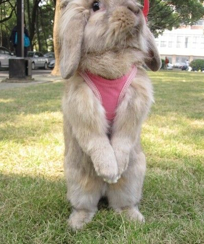 兔兄弟，你怎么把你麻麻的内裤偷出来了？