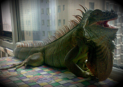 绿鬣蜥怎么养 要避免宠物猫狗和小孩接触