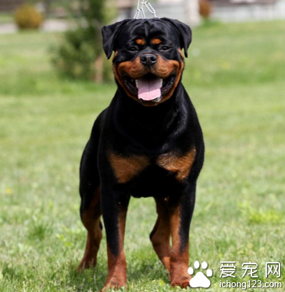 狗狗不吃东西还呕吐 易患慢性或急性呕吐