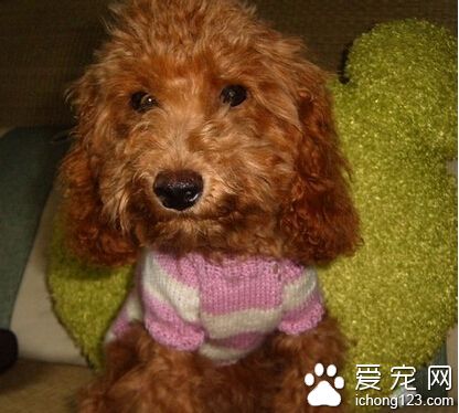 小狗拉稀带血 首先观察狗狗的便便情况