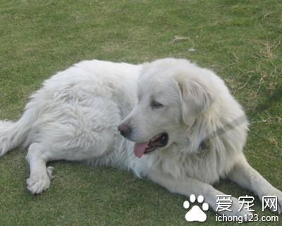 狗吃什么驱虫 注意定期的体外驱虫