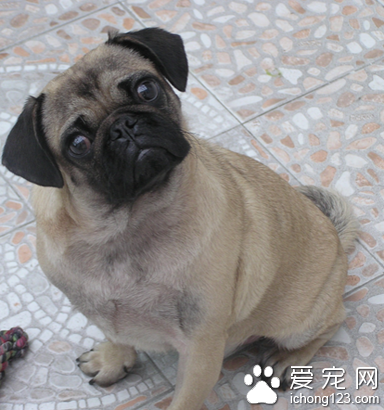 狗狗不吃东西怎么办 吞咽困难的治疗方法