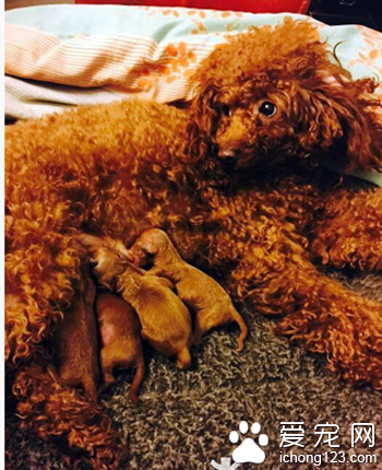 高速上遭遇了堵车 两岁泰迪犬车上产下狗宝宝