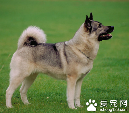 狗狗驱虫后多久打疫苗 咨询医生建议