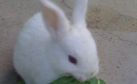 小白兔的生活习性 兔子白天安静晚上好食
