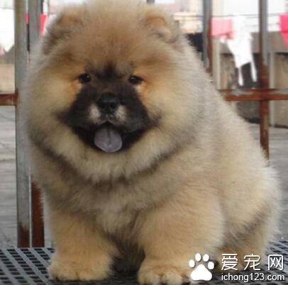 松狮好养吗 松狮犬在幼犬时表现特别好