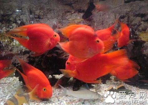 观赏鱼白点病怎么治 关键是要控制水温