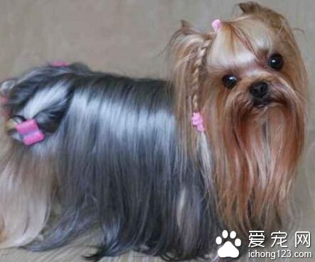  约克夏多少钱一只 有证书的可能超过万元