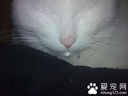 猫流口水 猫咪很有可能是得了多涎症