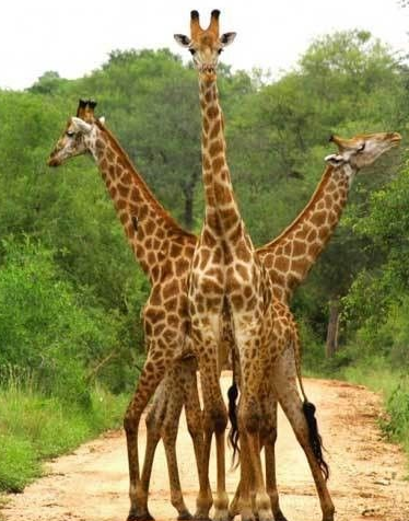 酱紫拍照是不是比较帅