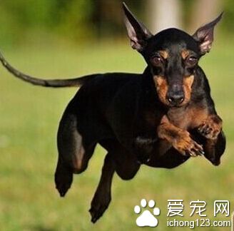 曼彻斯特梗怎么训练 严厉训斥且恩威并施