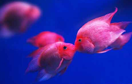 接吻鱼怎么养 接吻鱼水温必须要严格的控制