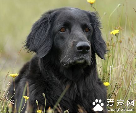 训练狗狗厕所 训练前清洁好它尿过的地方