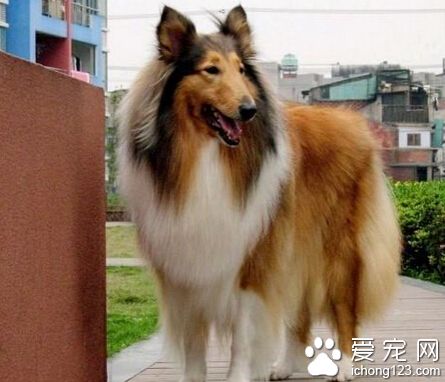牧羊犬喜欢吃什么 进餐时给它们加一些肉食