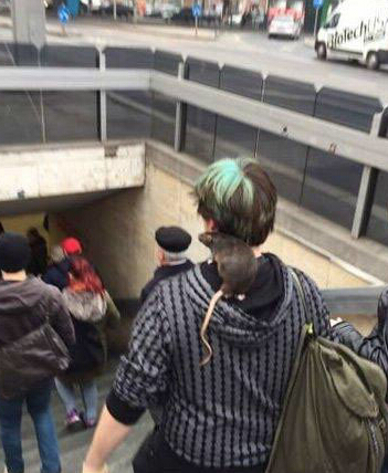 骚年，你的宠物太犀利了