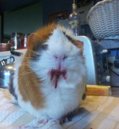 我还以为它吐血了！