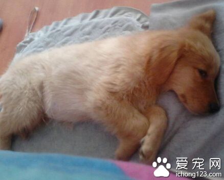 小狗翻肠子 给小狗打疫苗就能避免翻肠子