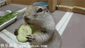 嗯嗯，黄瓜什么的最好吃了！