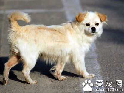 怎样训练狗狗坐 要蹲在小狗右侧发出口令