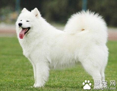 银狐犬和萨摩的区别 银狐属于比较新的品种