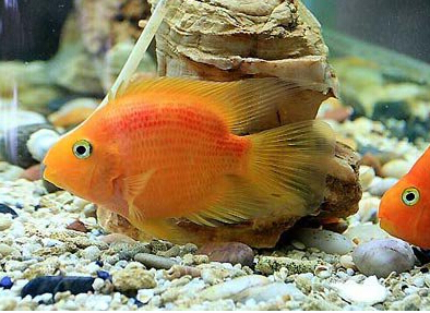 鹦鹉鱼变白 水质是鹦鹉鱼变白的关键因素