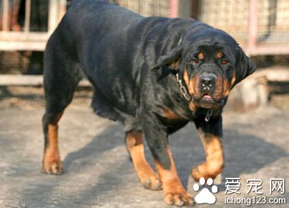 罗威纳咬人 其实罗威纳是有咬人倾向的