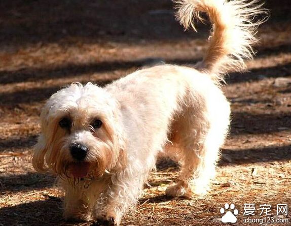 丹迪丁蒙梗哪里卖 选择时候的注意事项