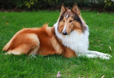 苏格兰牧羊犬性格 极有智慧且性格优良