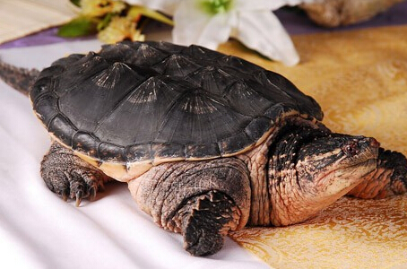 鳄鱼龟怎么养 饲养鳄鱼龟需要好的环境因素