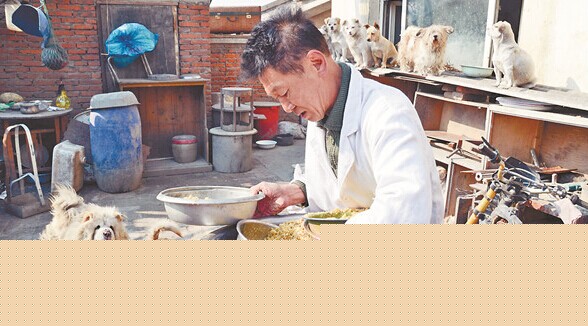 不计回报的老人给流浪狗提供了一个温暖的家