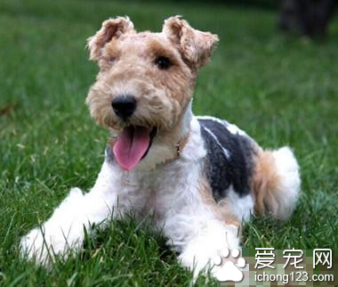 猎狐梗的训练方法 需要时间和耐心训练