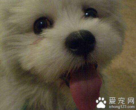 拉萨犬怎么养 挑选适合狗狗吃的狗粮