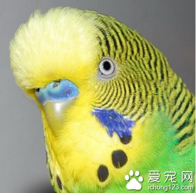 虎皮鹦鹉拉肚子 首先确认为啥出现拉稀