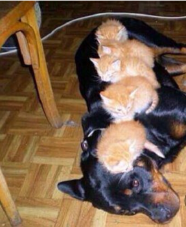 喂，我不是你们的麻麻