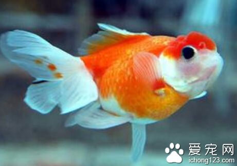 金鱼吃什么 类似豆饼·米糠·面皮·虾粉可以喂