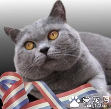 英国短毛猫价格 纯种价格在10000至50000