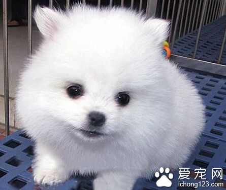 博美犬价格 不同城市宠物价格也是不一样