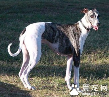 格力犬与灵缇的区别 是同一系列的犬种