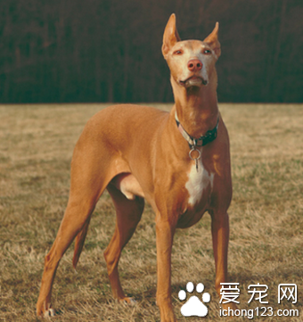  法老王猎犬耐热程度 该犬耐热性好