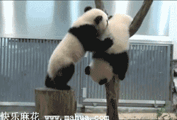 蠢萌的熊猫君！