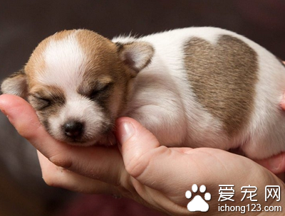 狗狗驱虫怎么做 定期驱虫很有必要